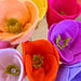 Filges DIY Felt Flowers from Australia