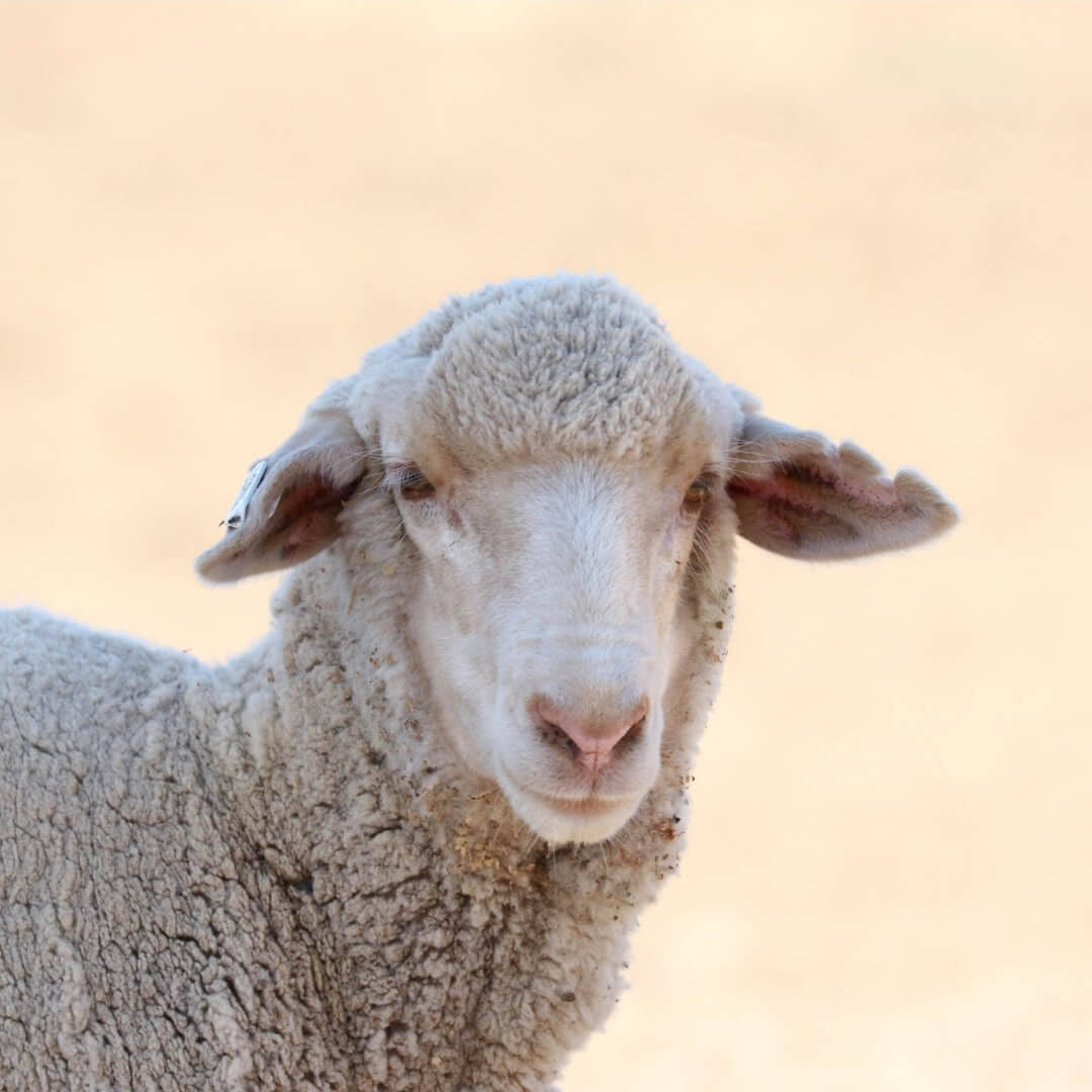 Healthy sheep producing non-mulesed natural wool for Golden Fleece in Australia