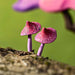 BumbuToys Handcrafted Wooden Figure Magical Mushrooms from Australia